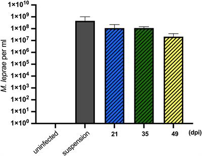 Mycobacterium leprae Infection in Ticks and Tick-Derived Cells